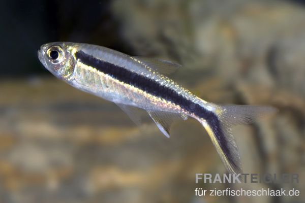 Schrägschwimmer - Thayeria boehlkei